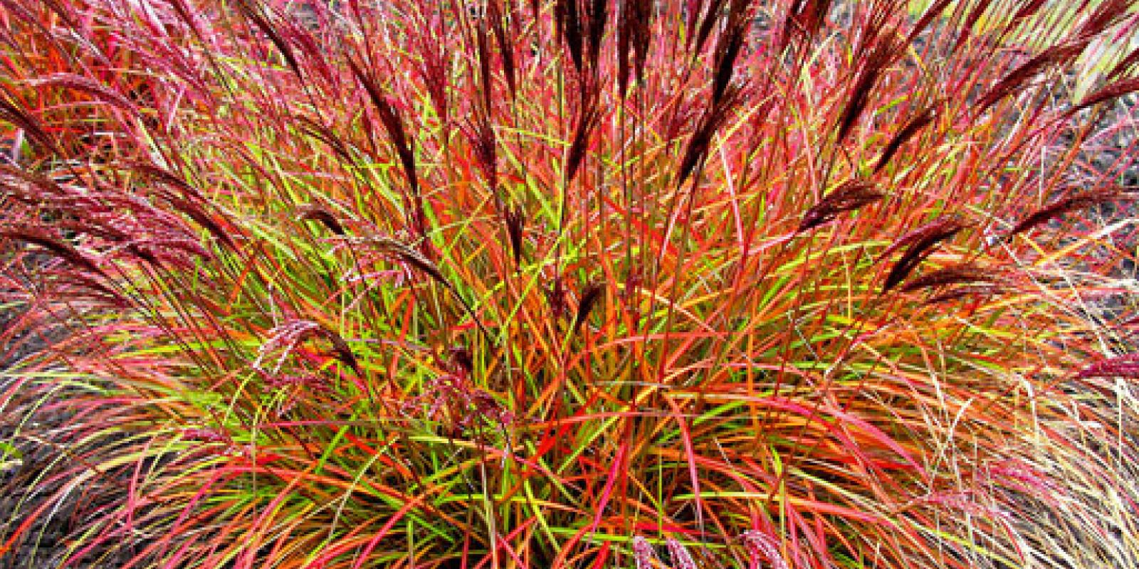 Plante : MISIRECH