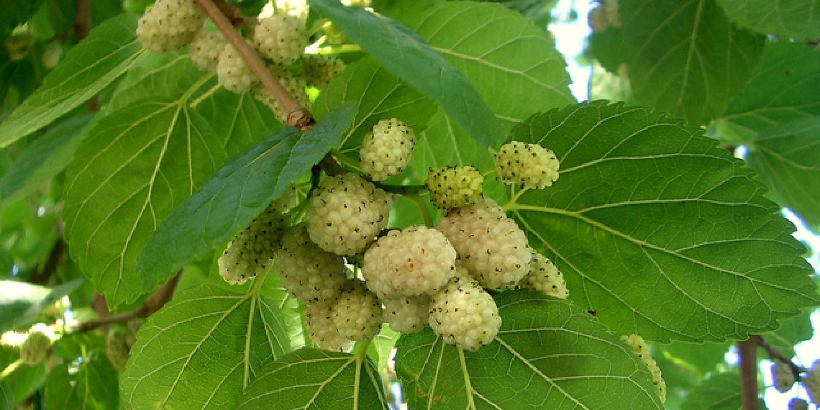 Plante : MOAL
