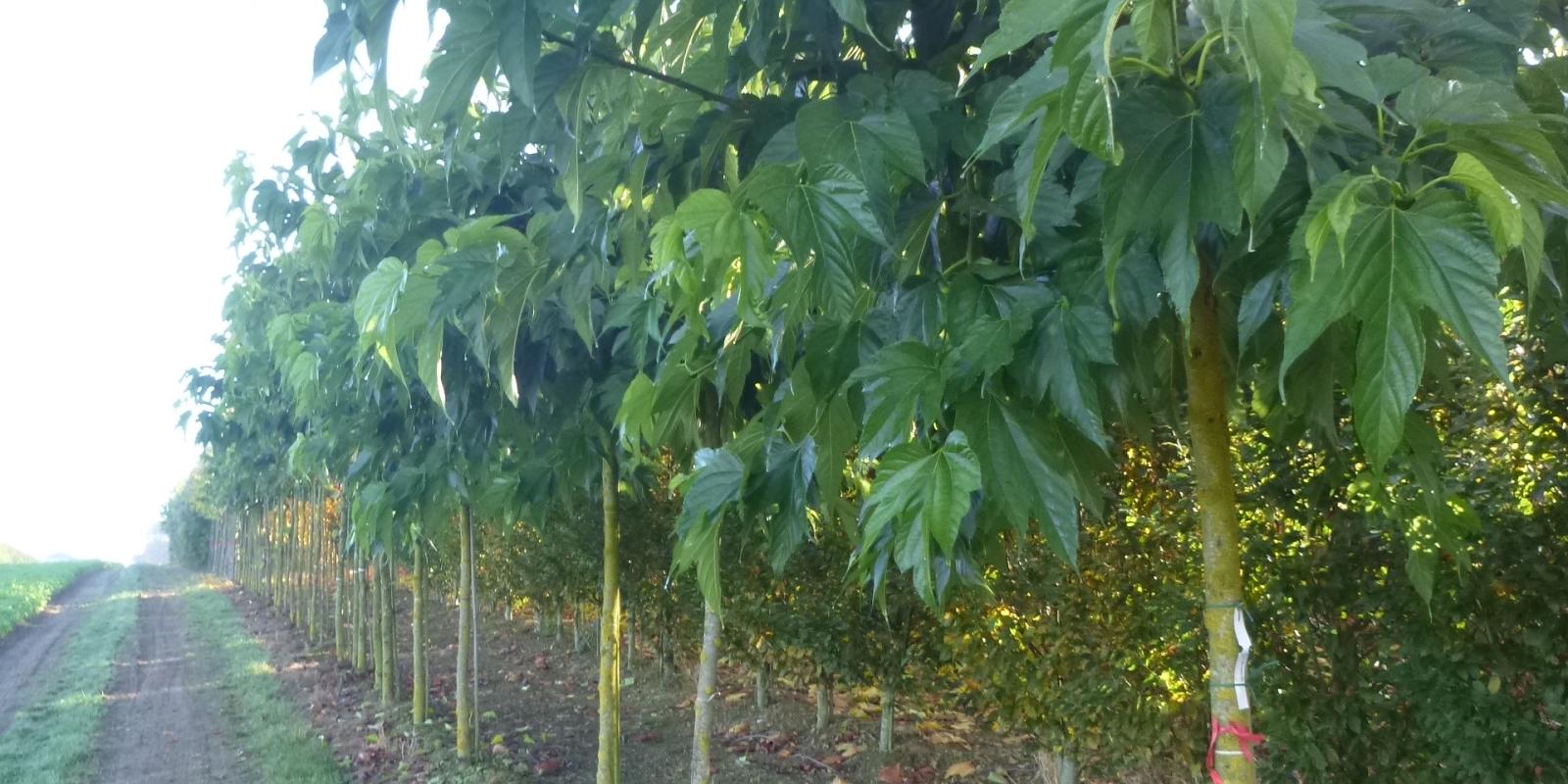 Plante : MOALBO
