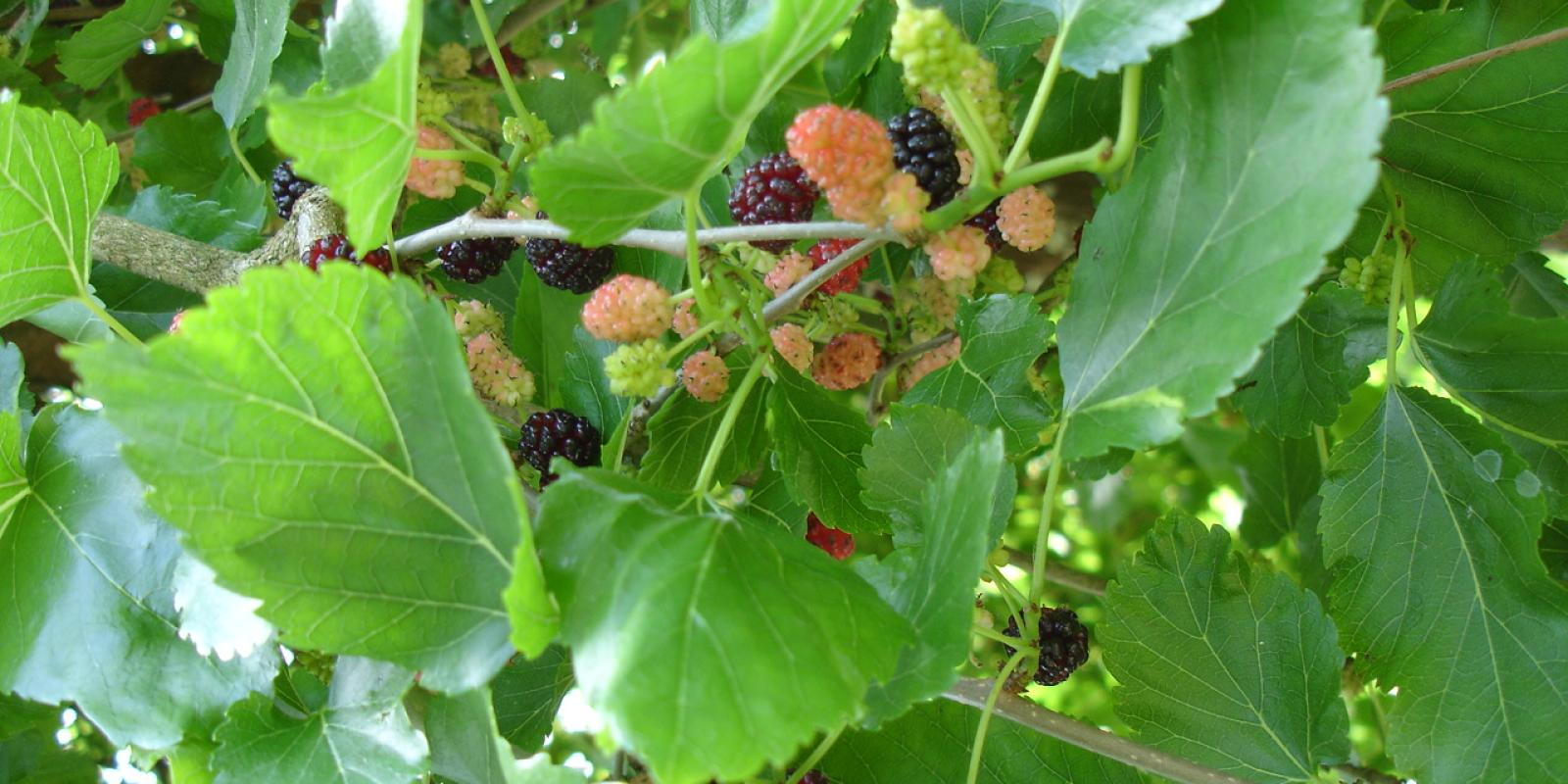 Plante : MOALFR