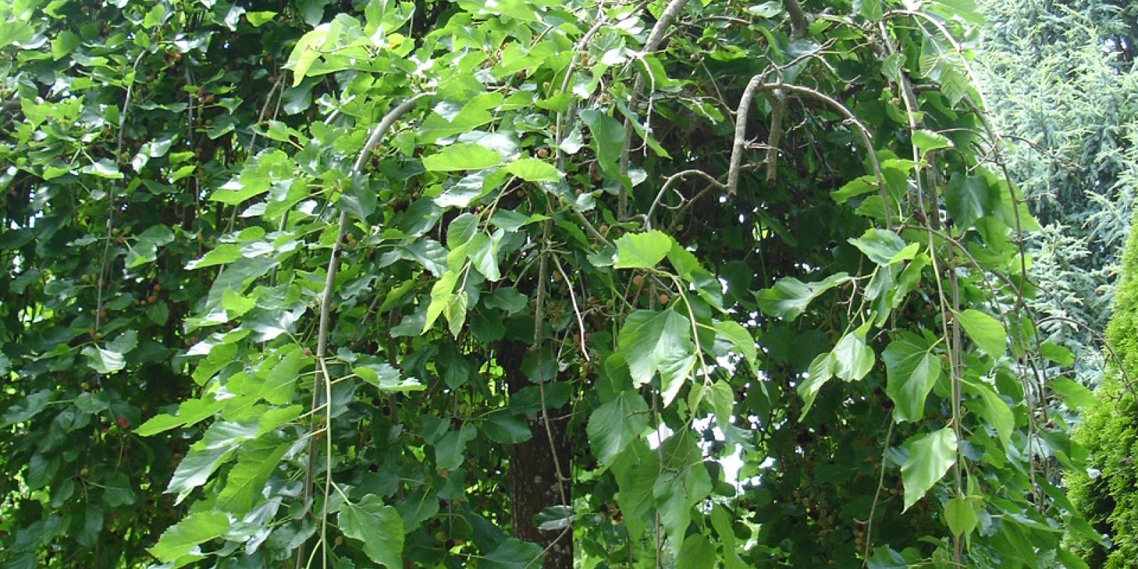 Plante : MOALPE