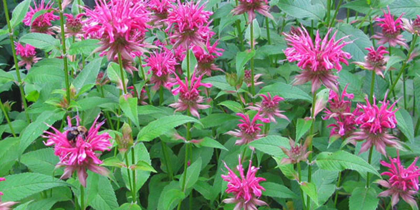 Plante : MOHYGE