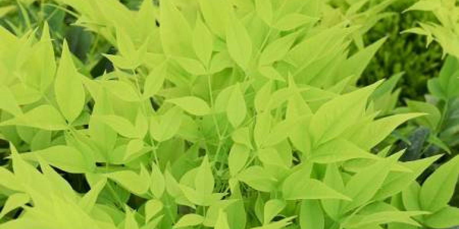 Plante : NADOLELI