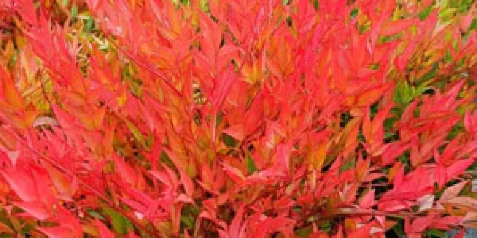 Plante : NADOMOBA