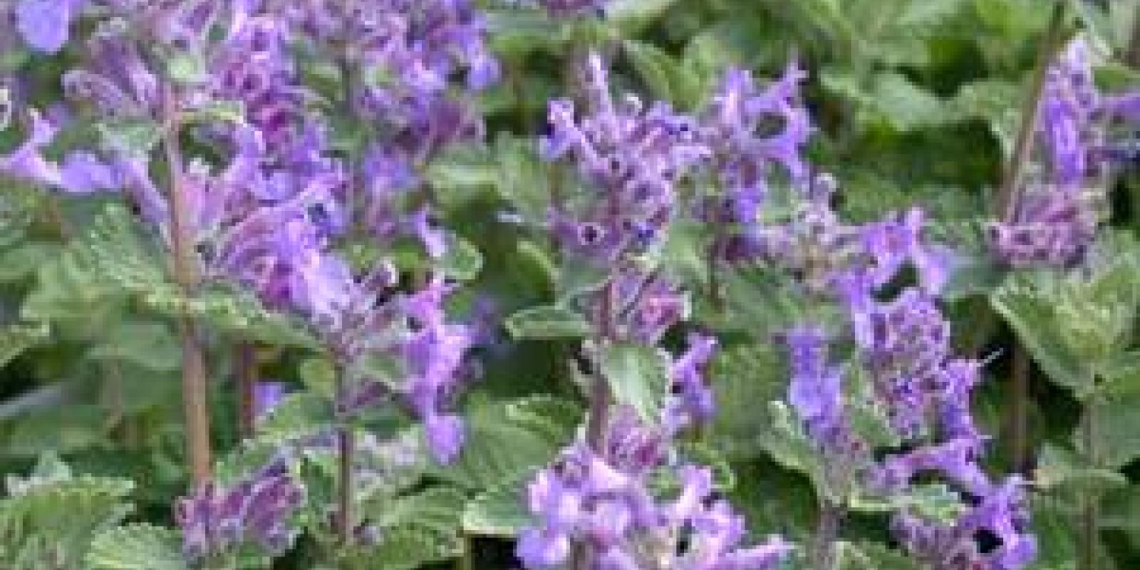 Plante : NEFA