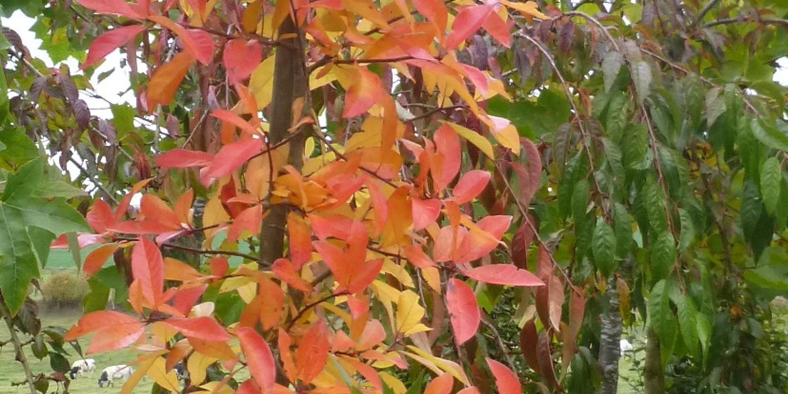 Plante : NYSY
