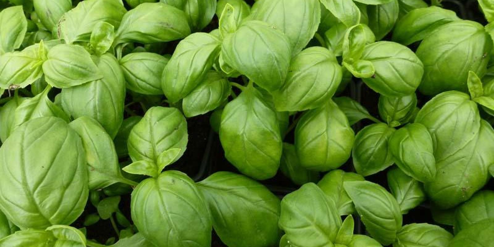 Plante : OCBA