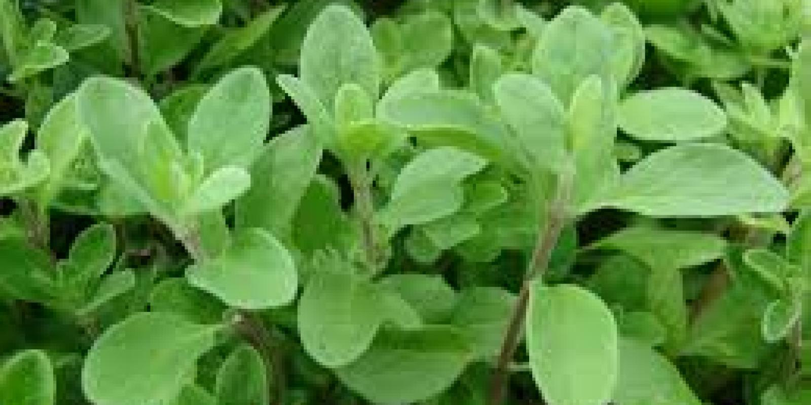 Plante : ORVUCO
