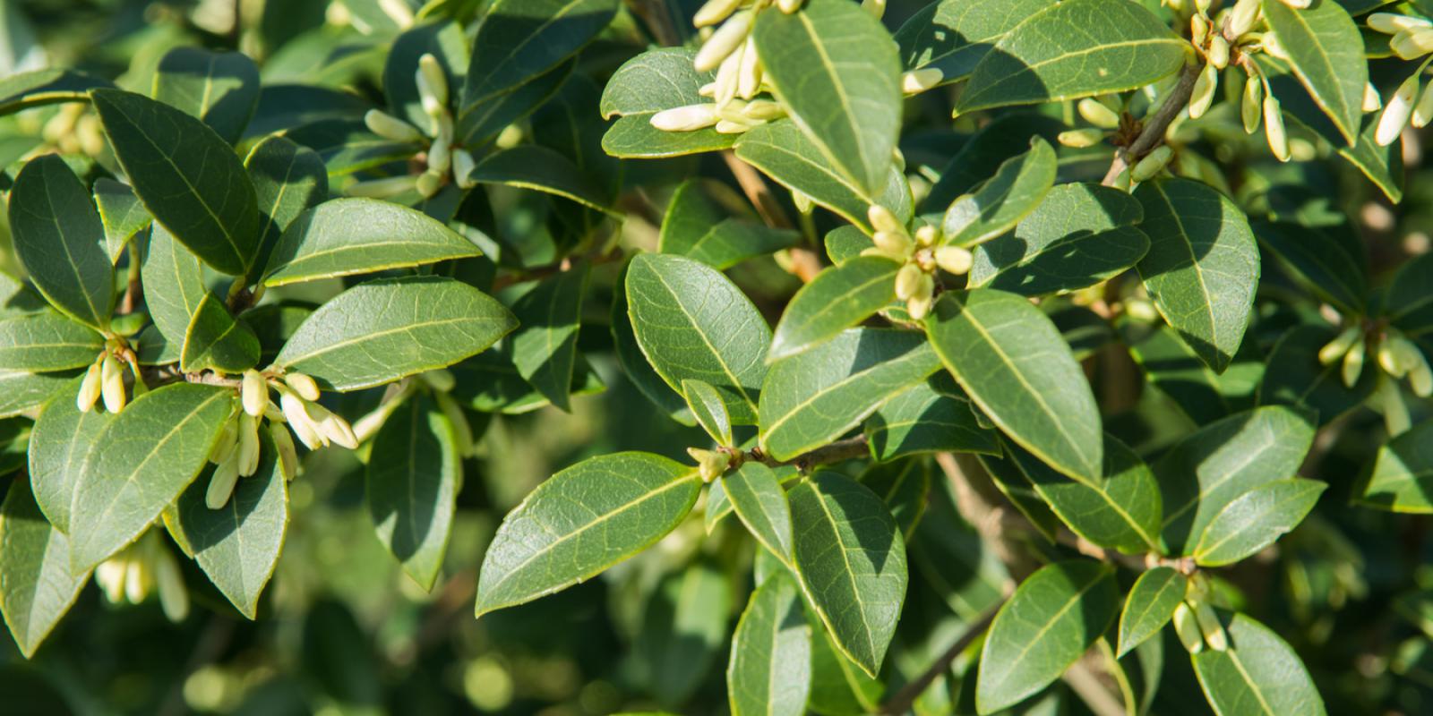 Plante : OSBU
