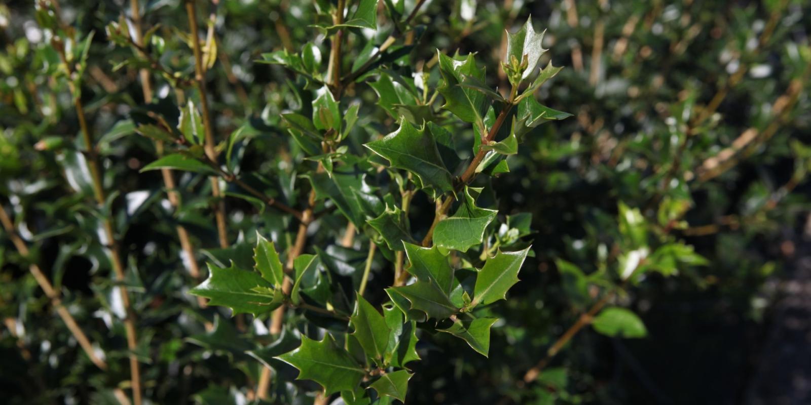 Plante : OSHE