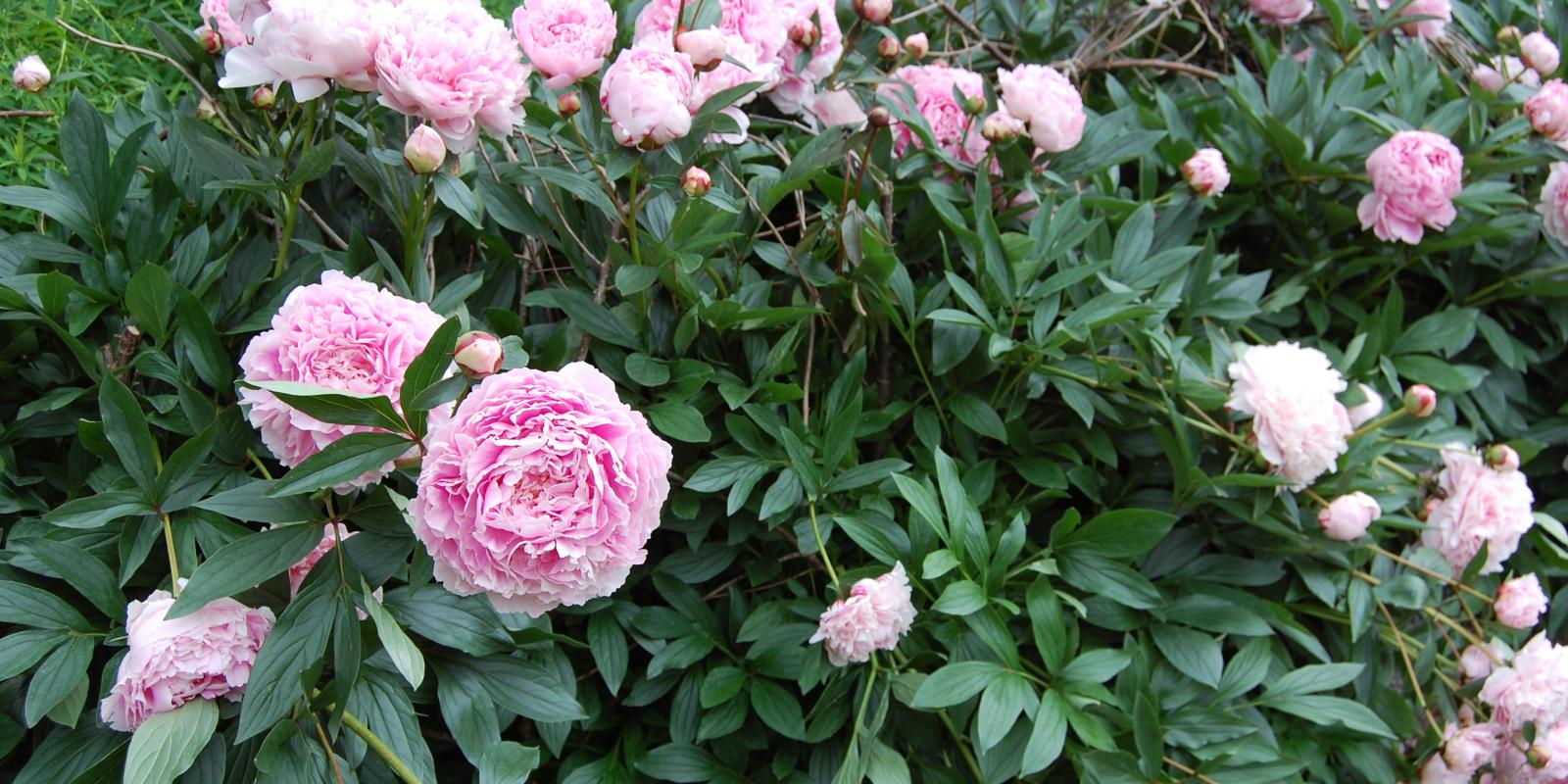 Plante : PALASABE