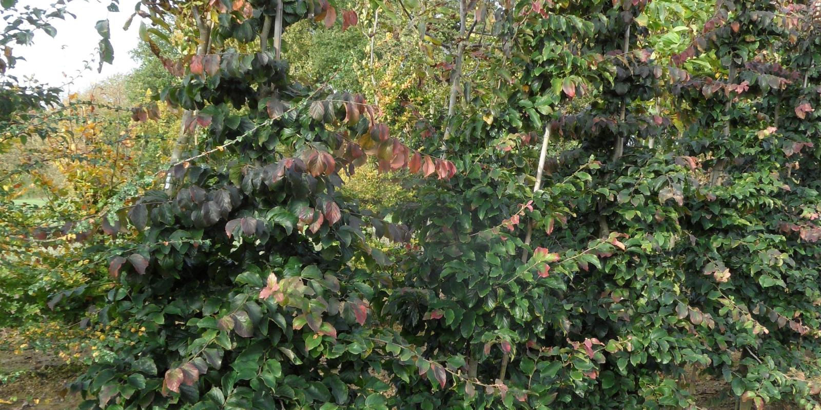 Plante : PAPE