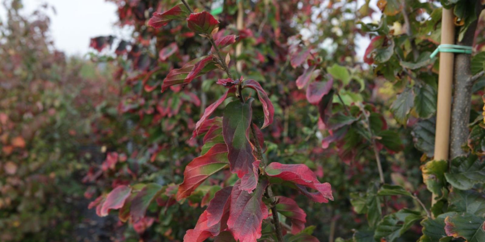 Plante : PAPEVA