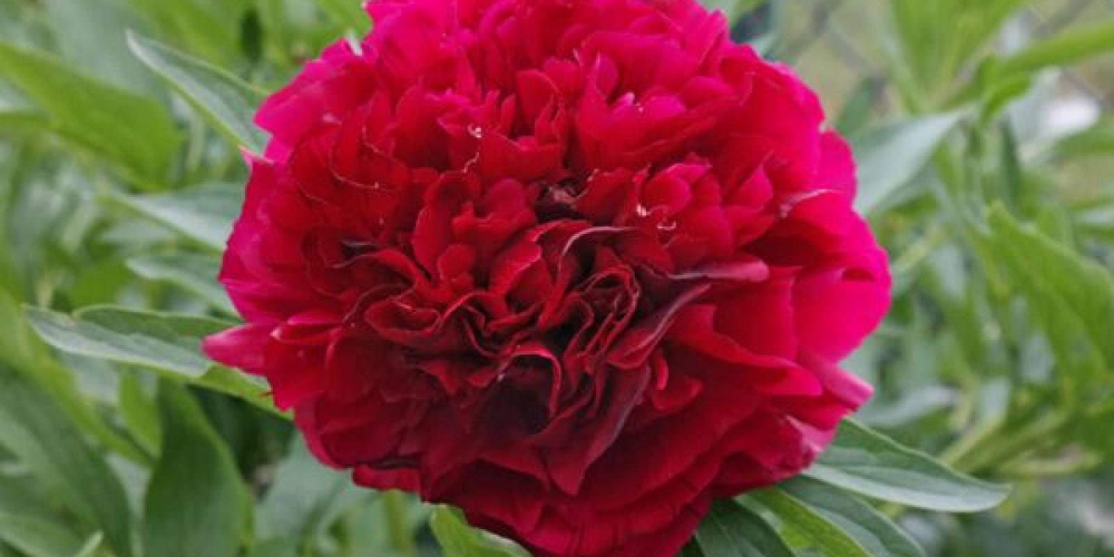 Plante : PARUPL