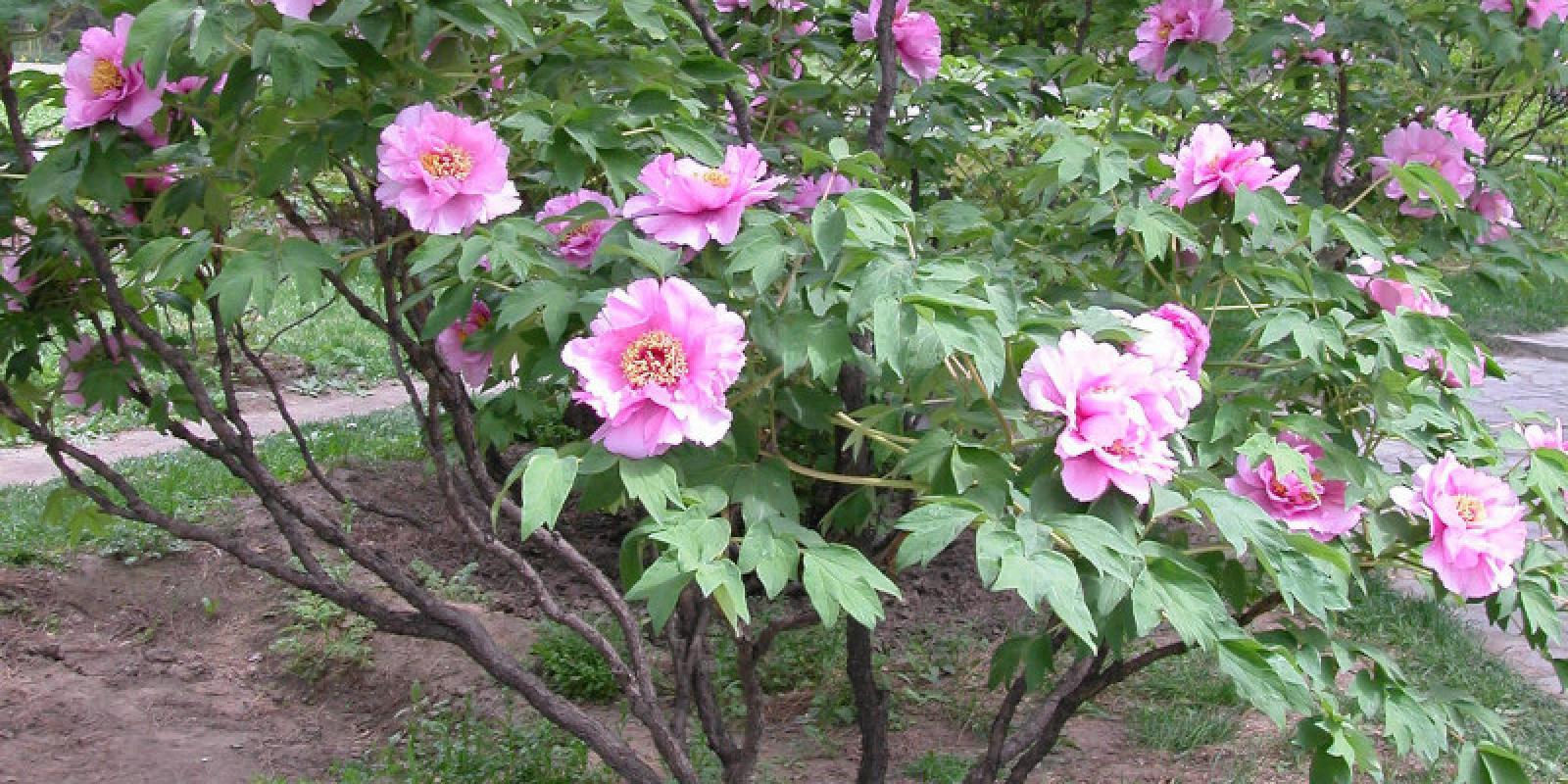 Plante : PASU