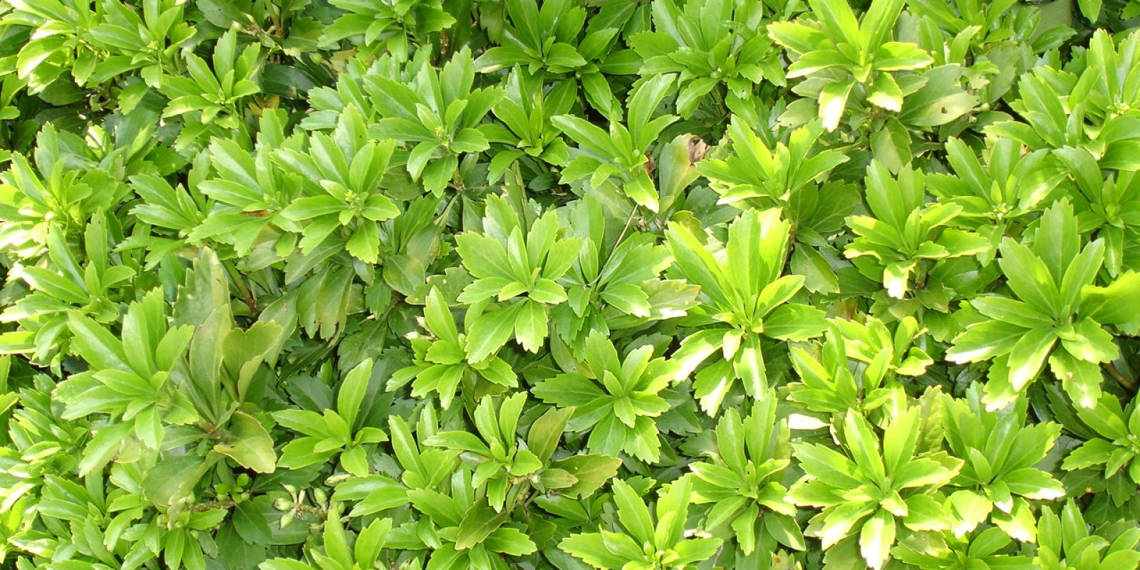 Plante : PATE