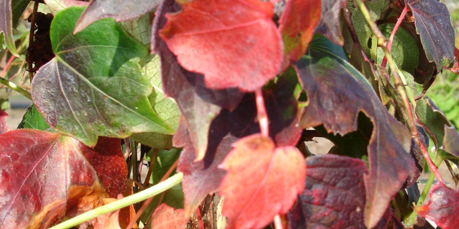 Plante : PATRVI