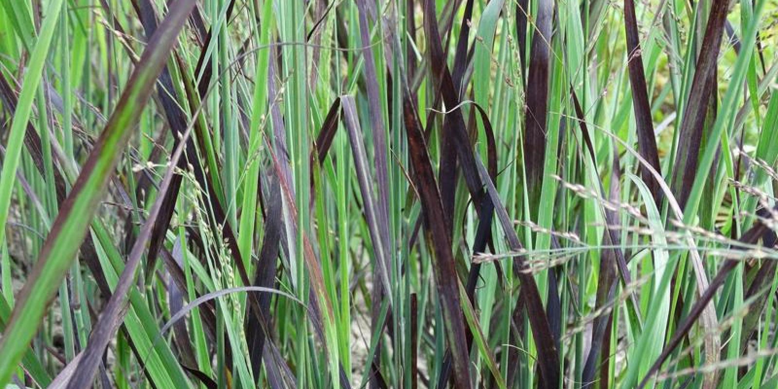 Plante : PAVIBLDA
