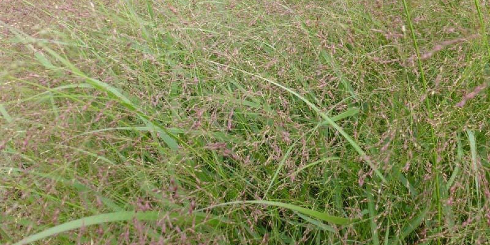 Plante : PAVIWA