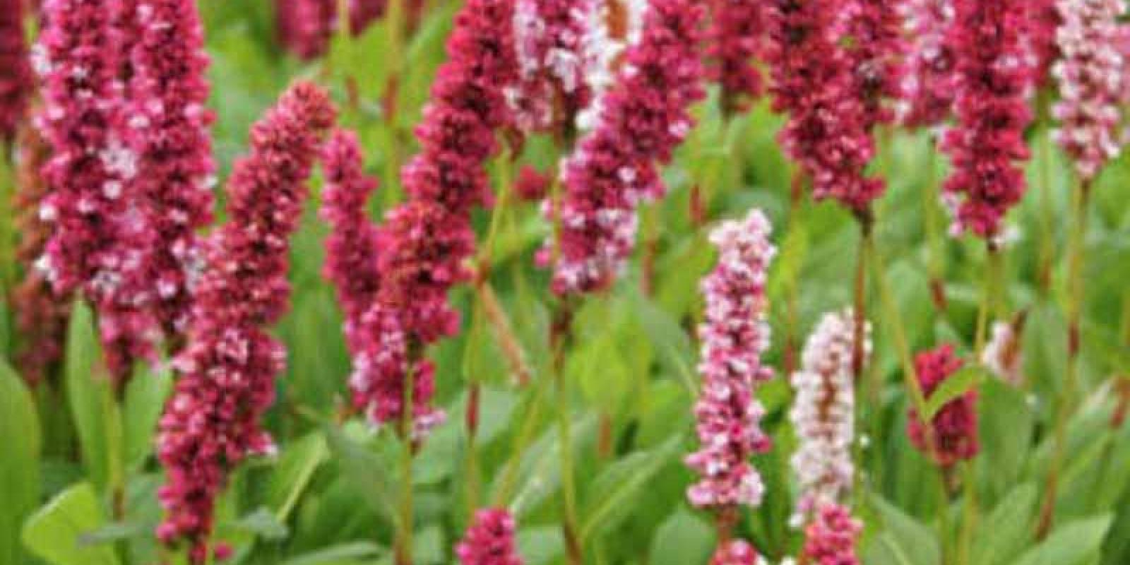 Plante : PEAFDARE