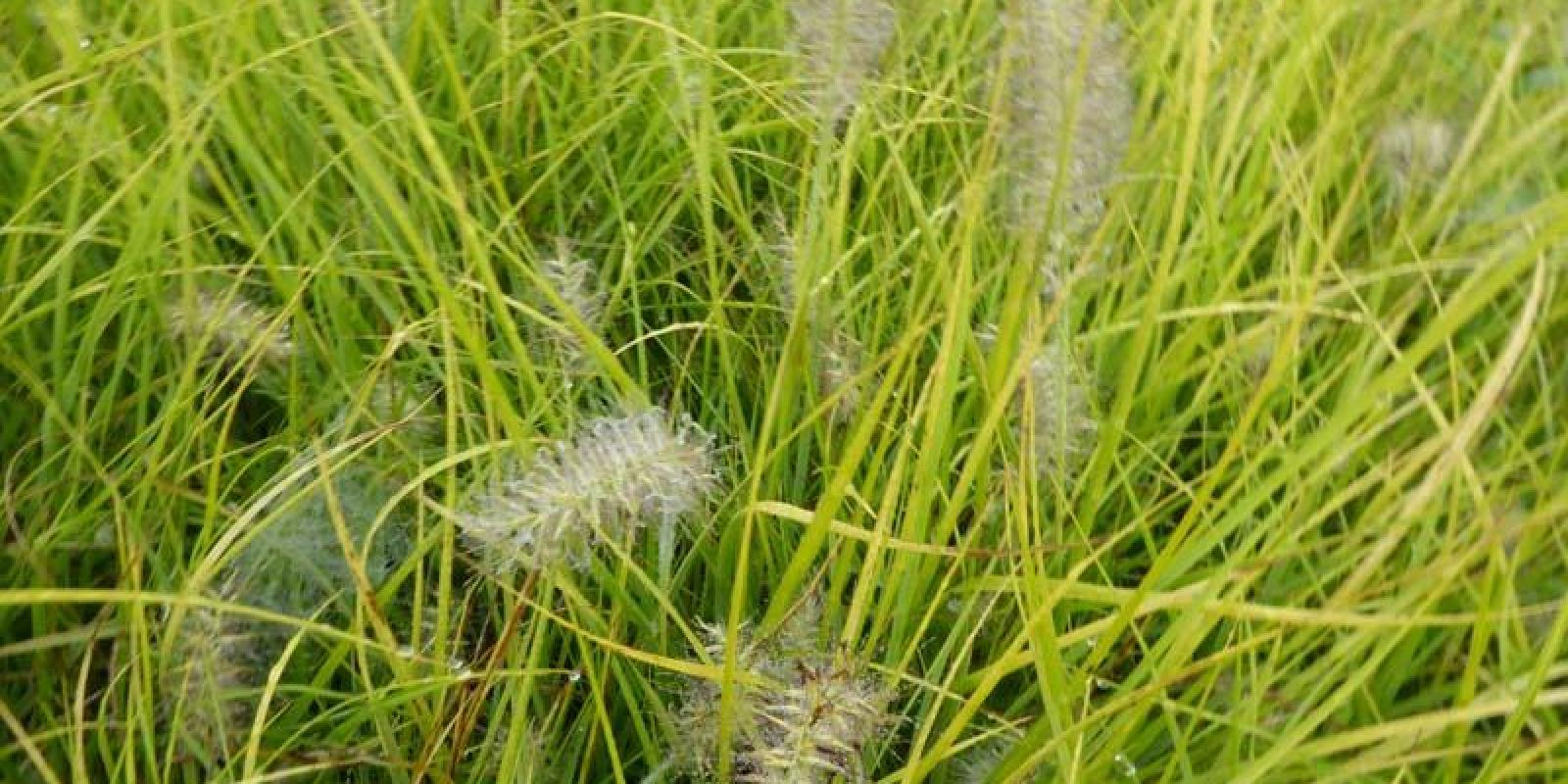 Plante : PEALJSJO