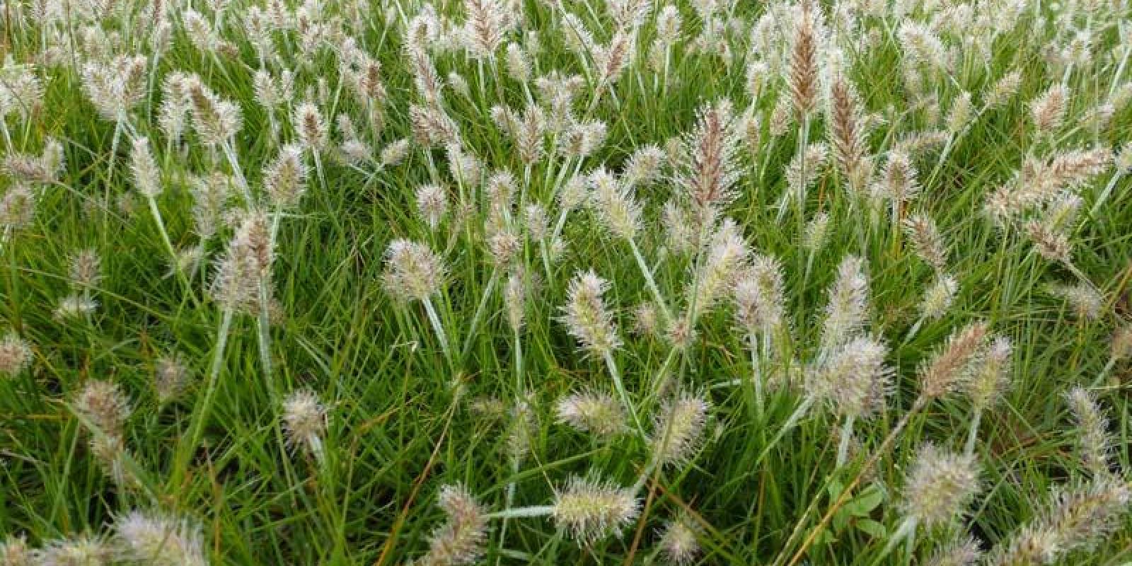 Plante : PEALLIBU