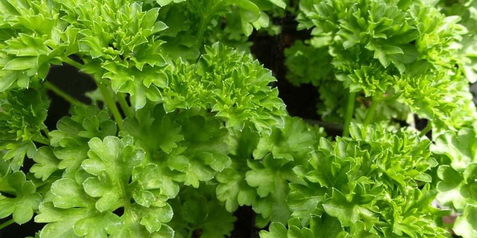 Plante : PECR