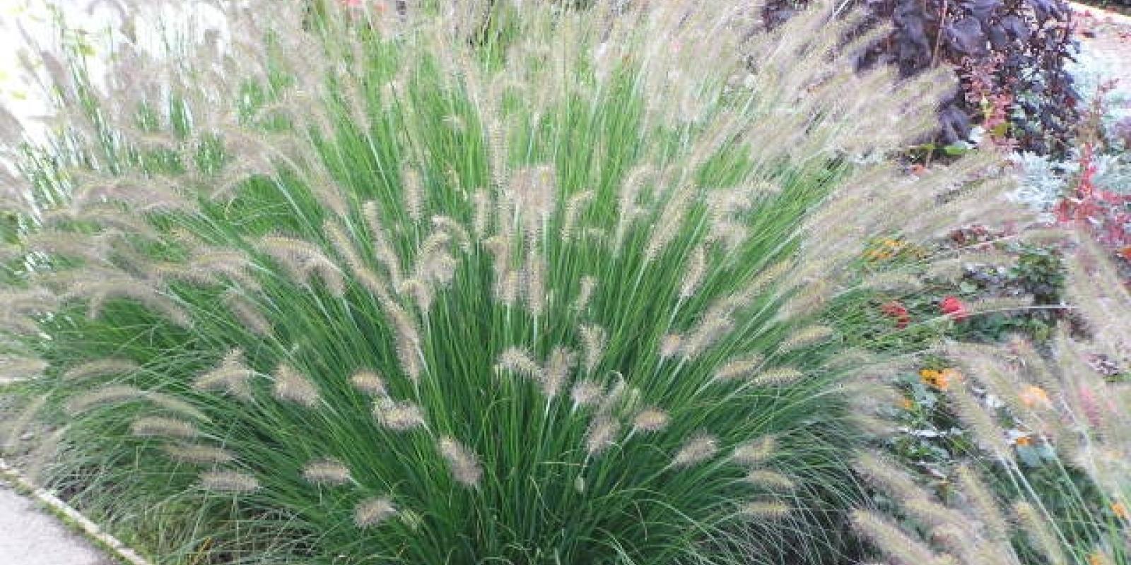 Plante : PEHA