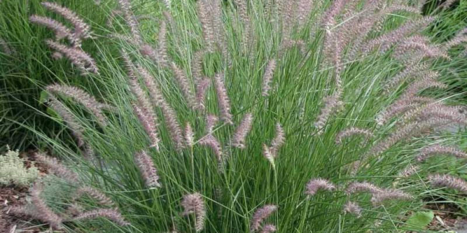 Plante : PEHYKA