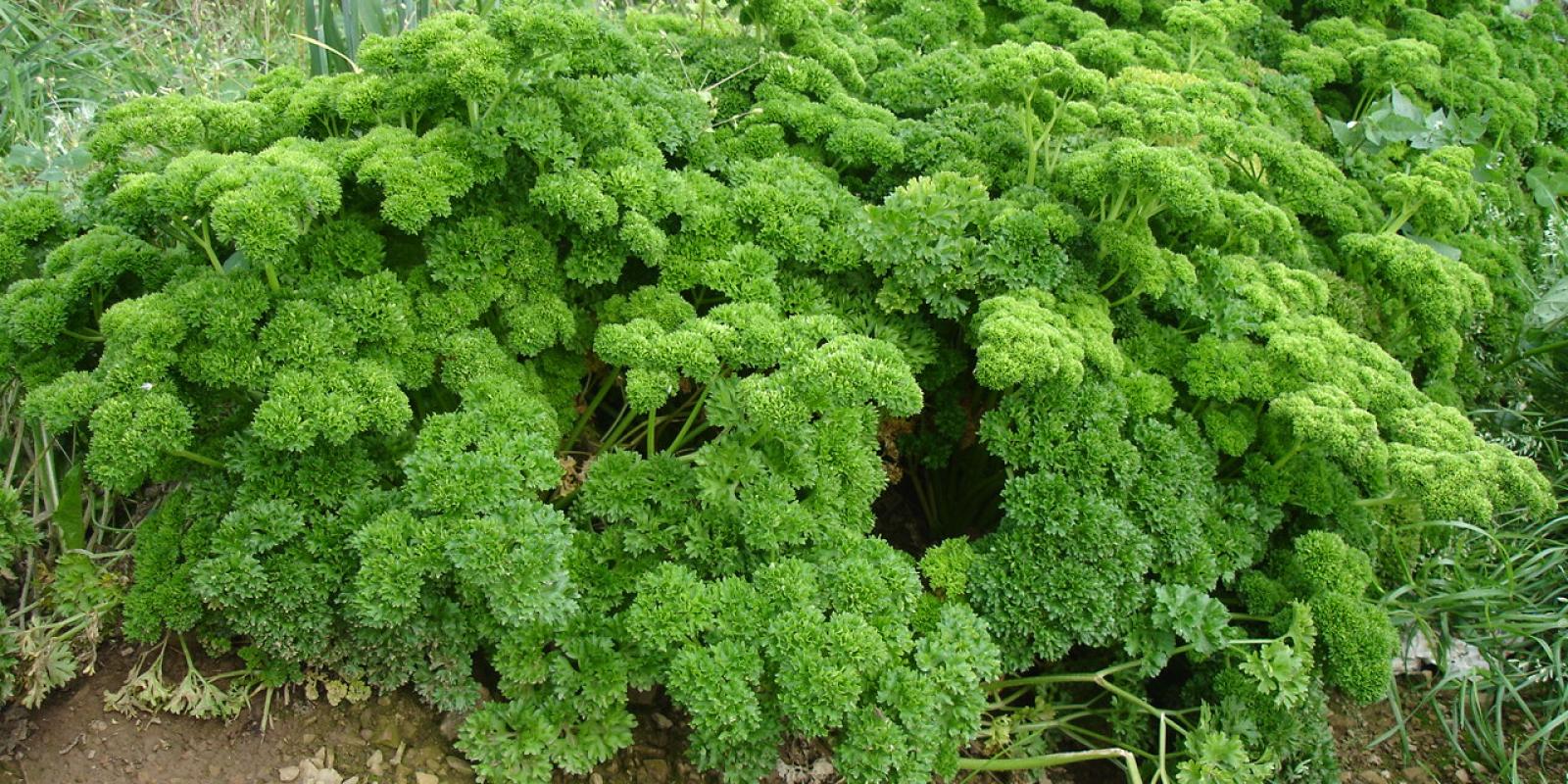 Plante : PERSIL