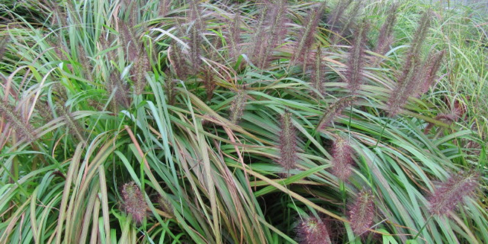 Plante : PEVI