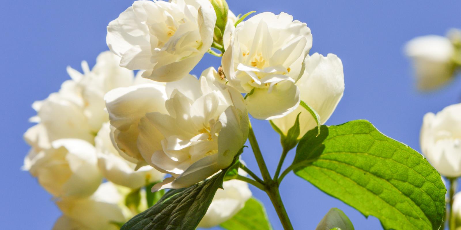 Plante : PHCO