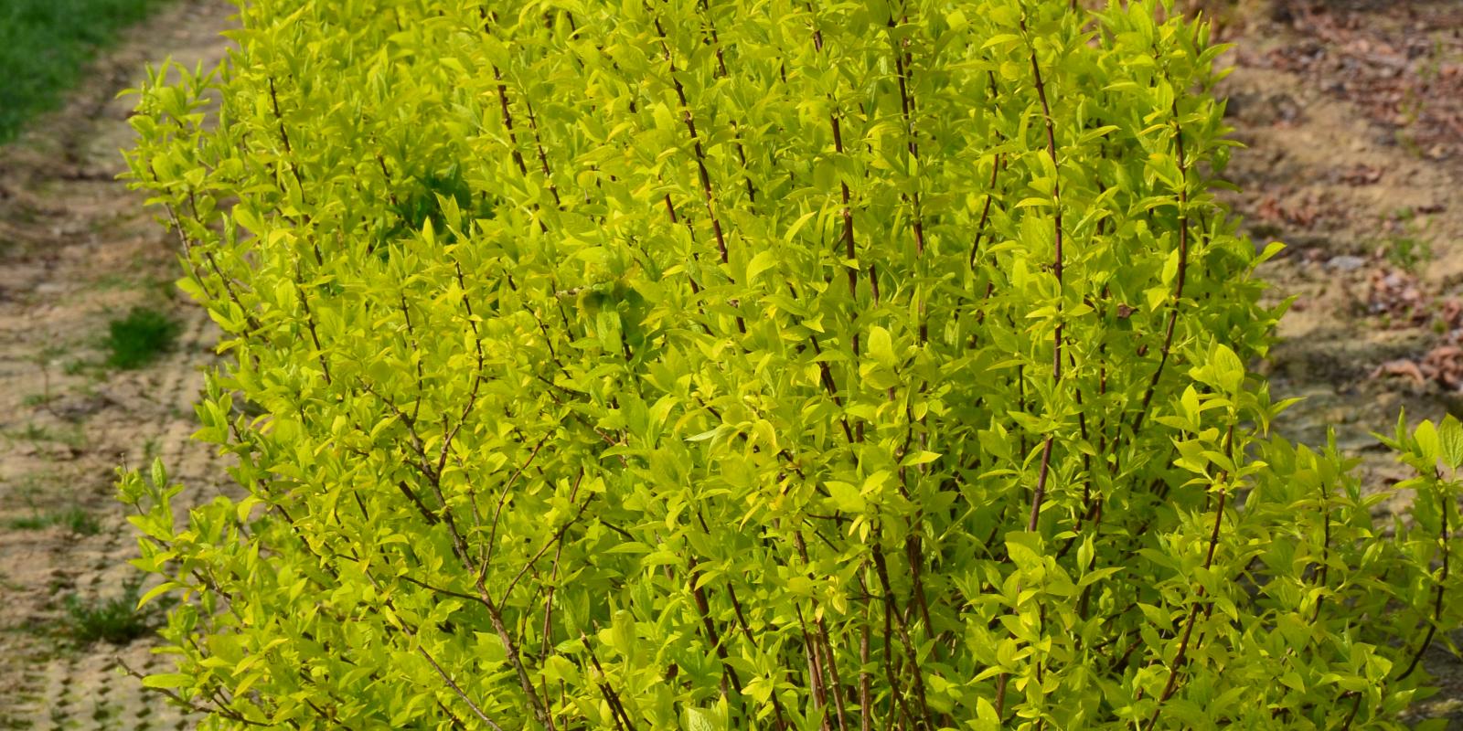 Plante : PHCOAU