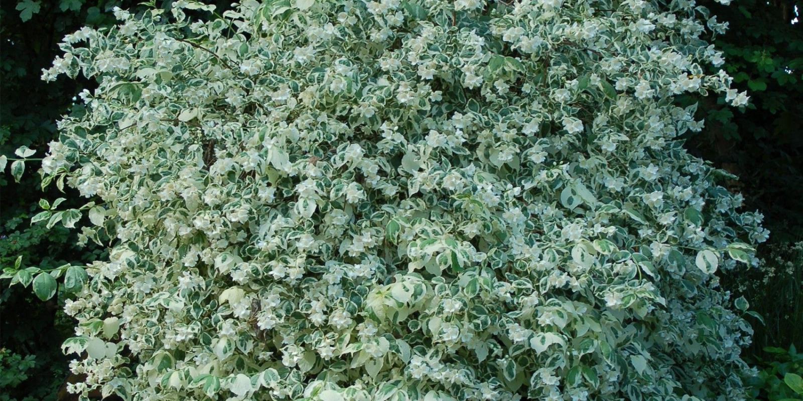 Plante : PHCOVA