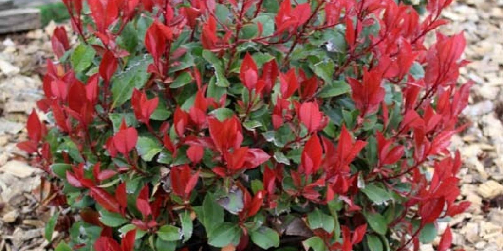 Plante : PHFRLIRERO