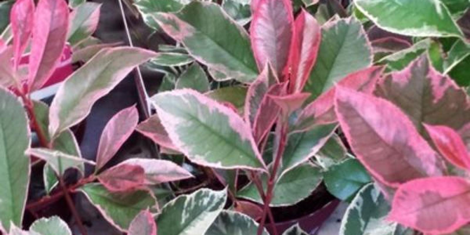 Plante : PHFRPIMA