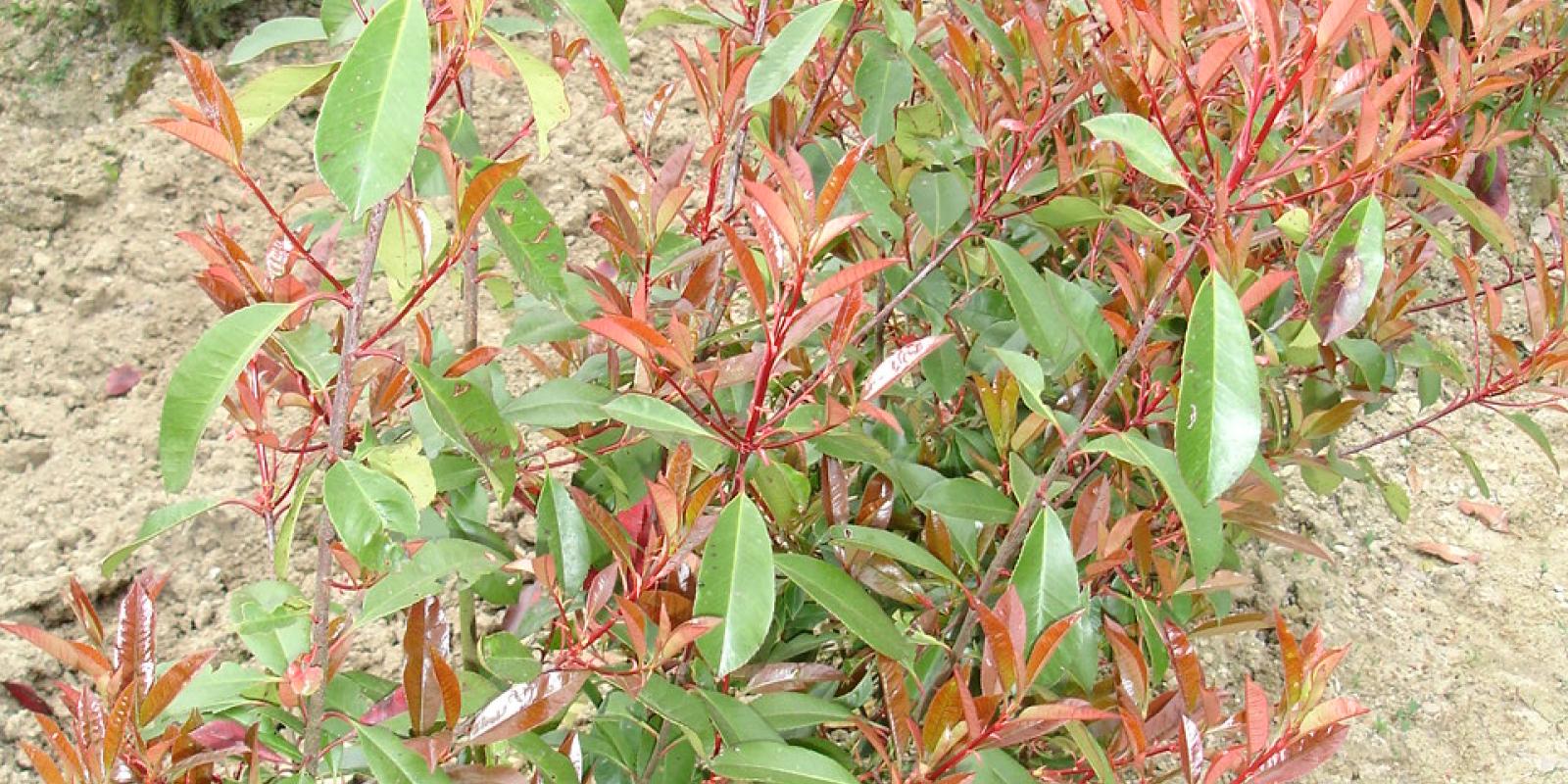 Plante : PHFRRERO