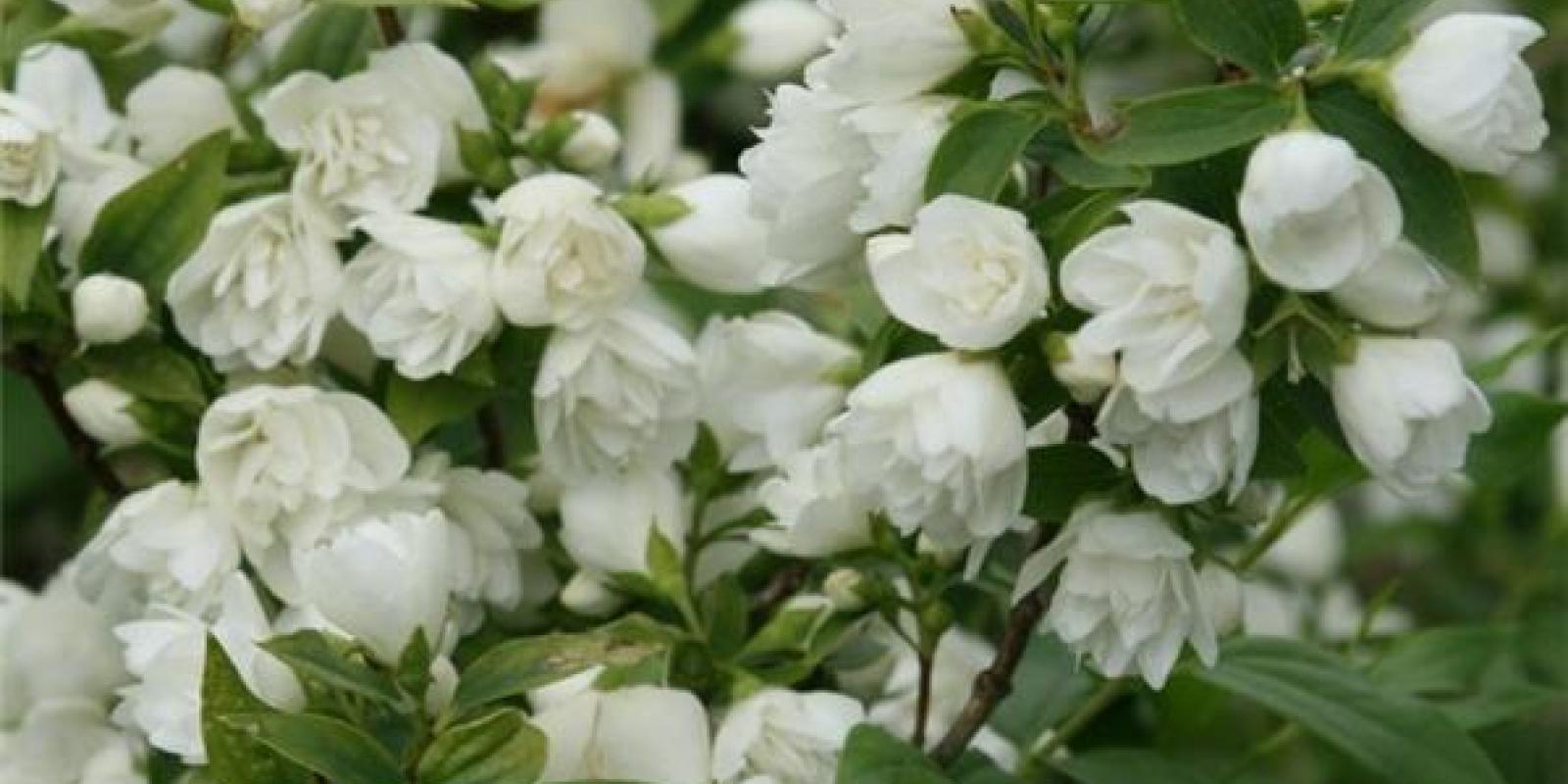 Plante : PHMAHE