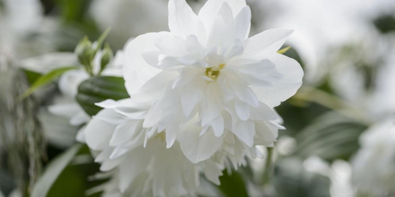 Plante : PHMISN