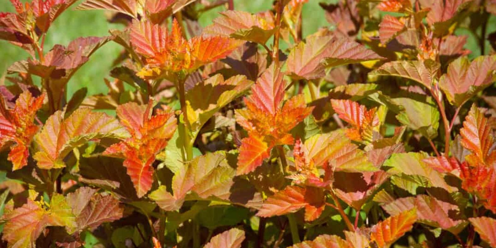 Plante : PHOPAMJU
