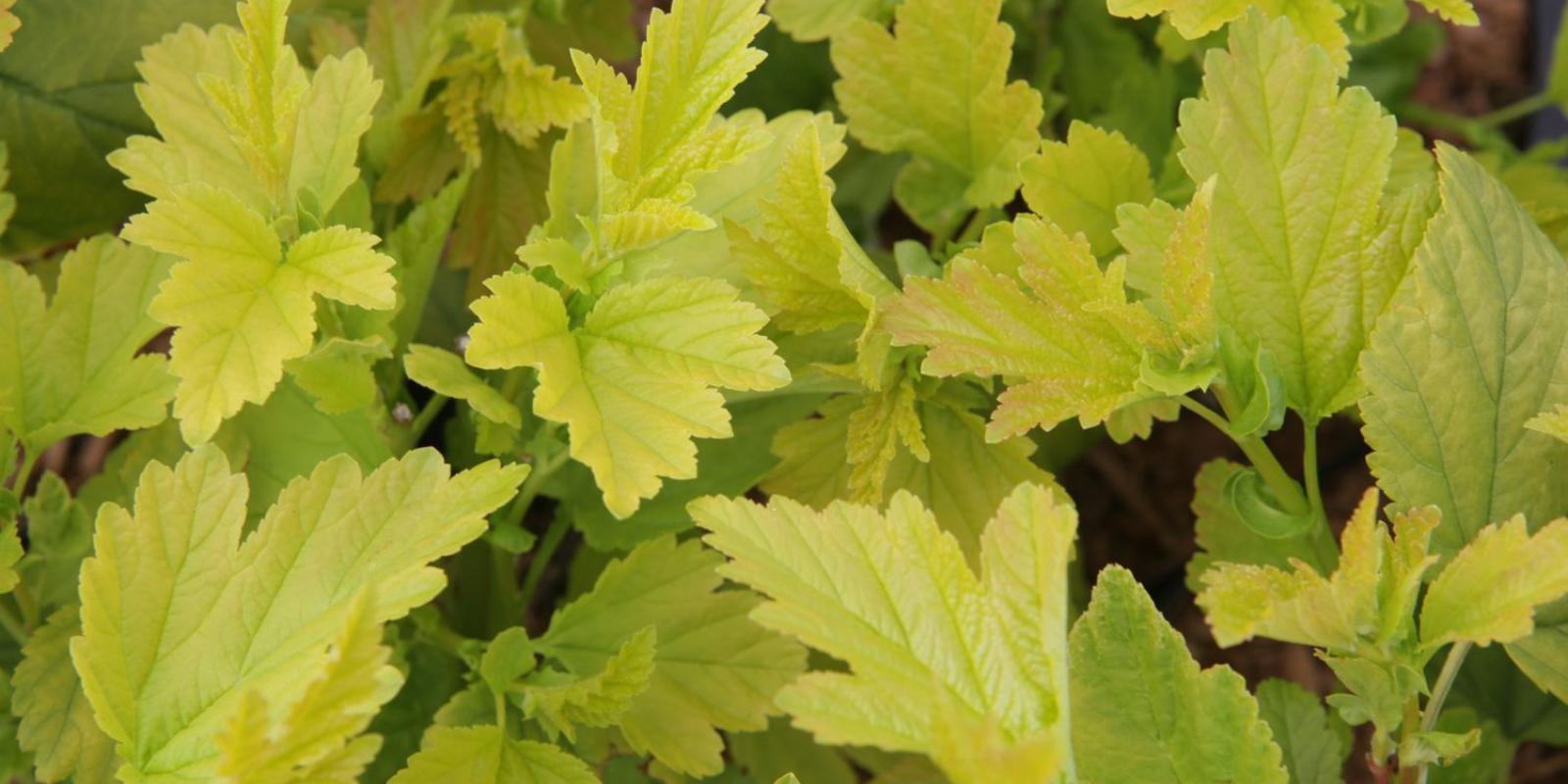 Plante : PHOPANGO