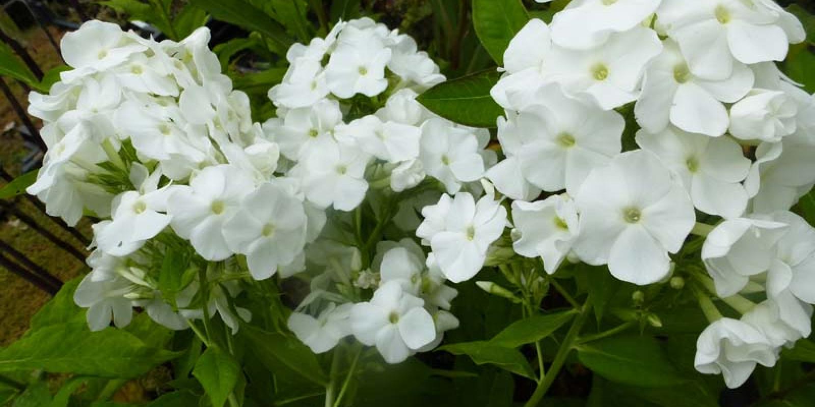 Plante : PHPAPIFL