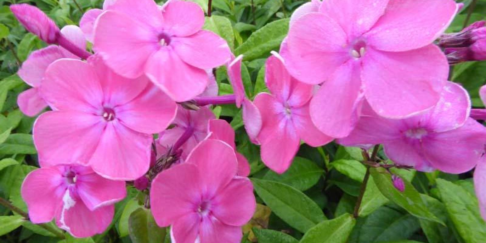 Plante : PHPATI