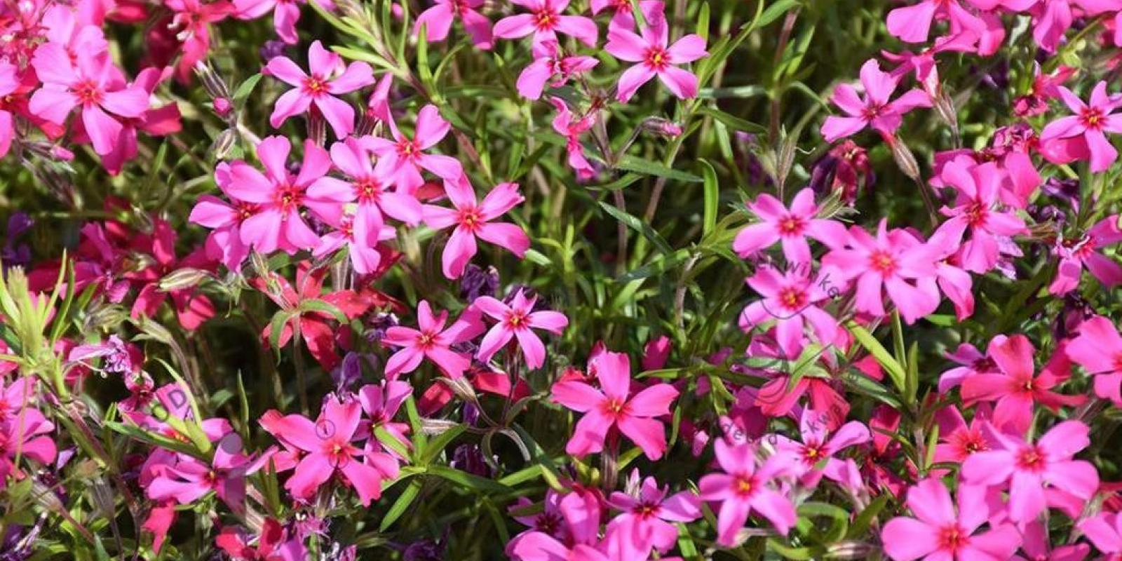 Plante : PHSUAT