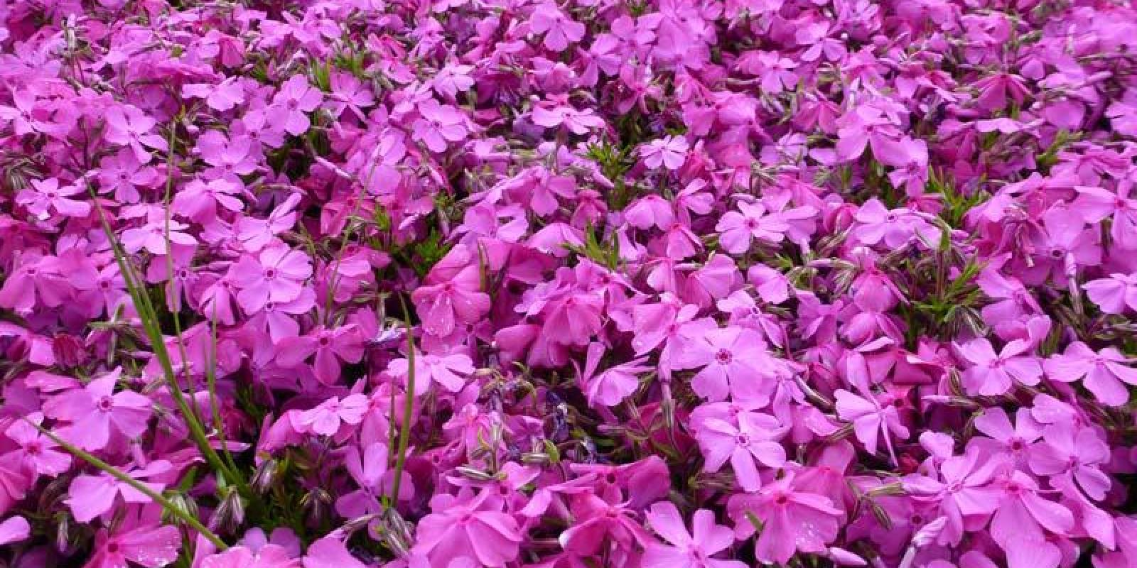 Plante : PHSUMACU