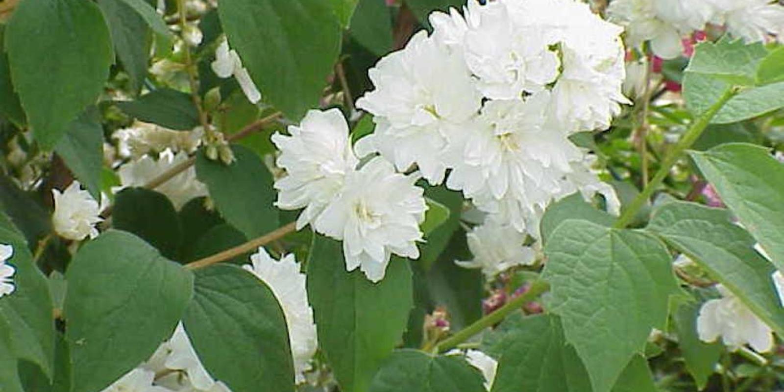 Plante : PHVI