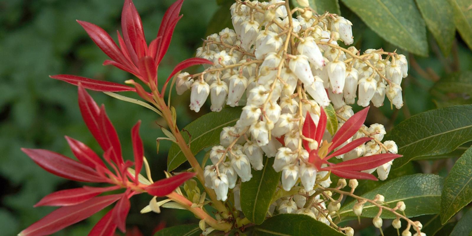 Plante : PIFOFL