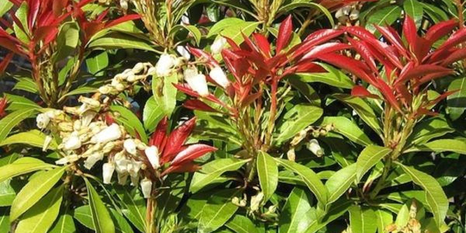 Plante : PIJAMOFI