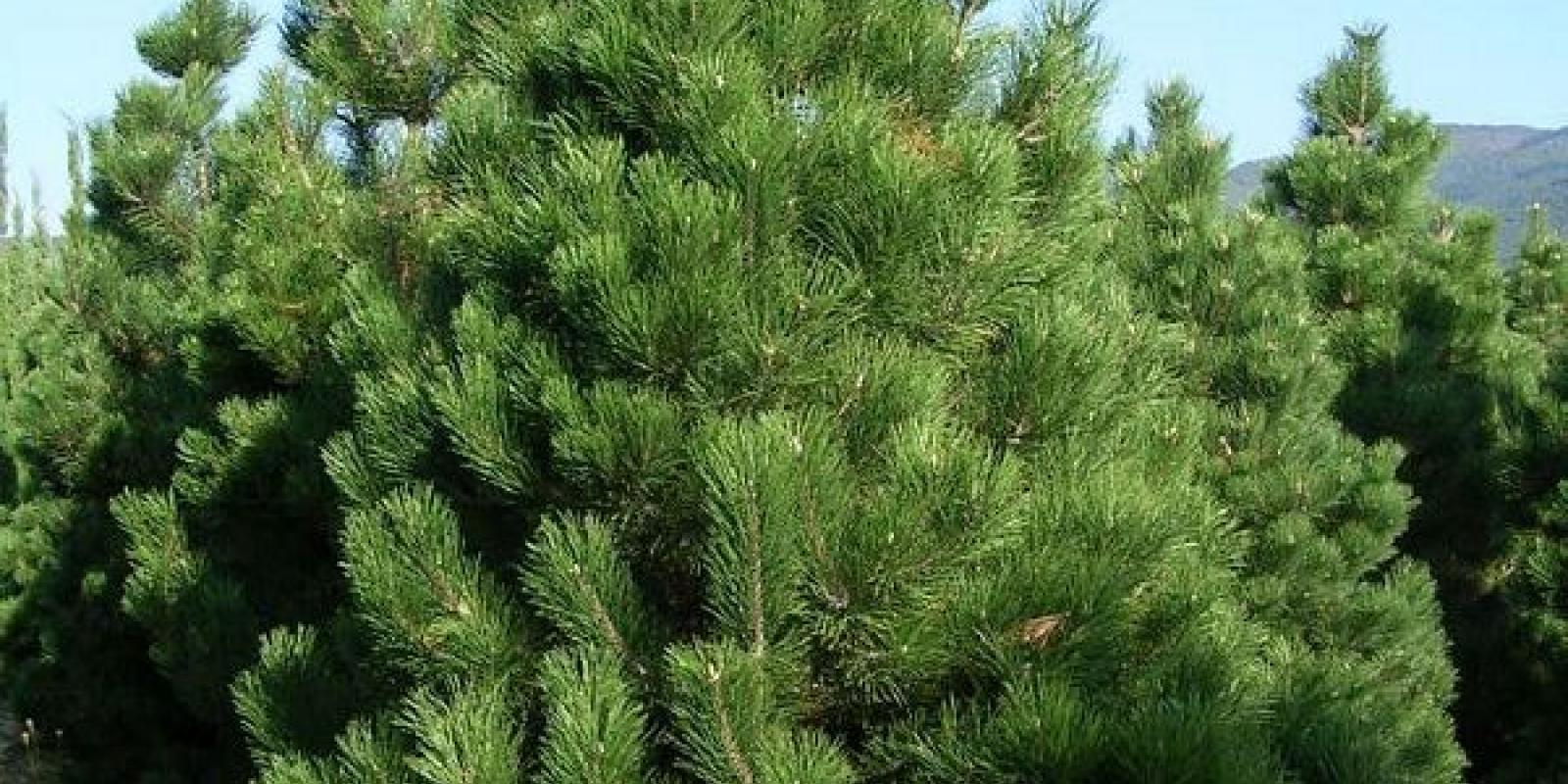 Plante : PINIAU