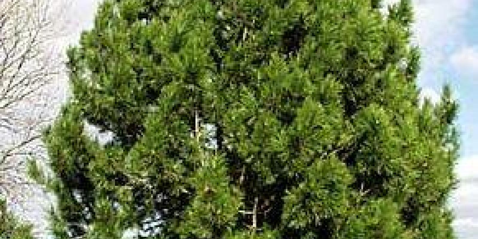 Plante : PININI
